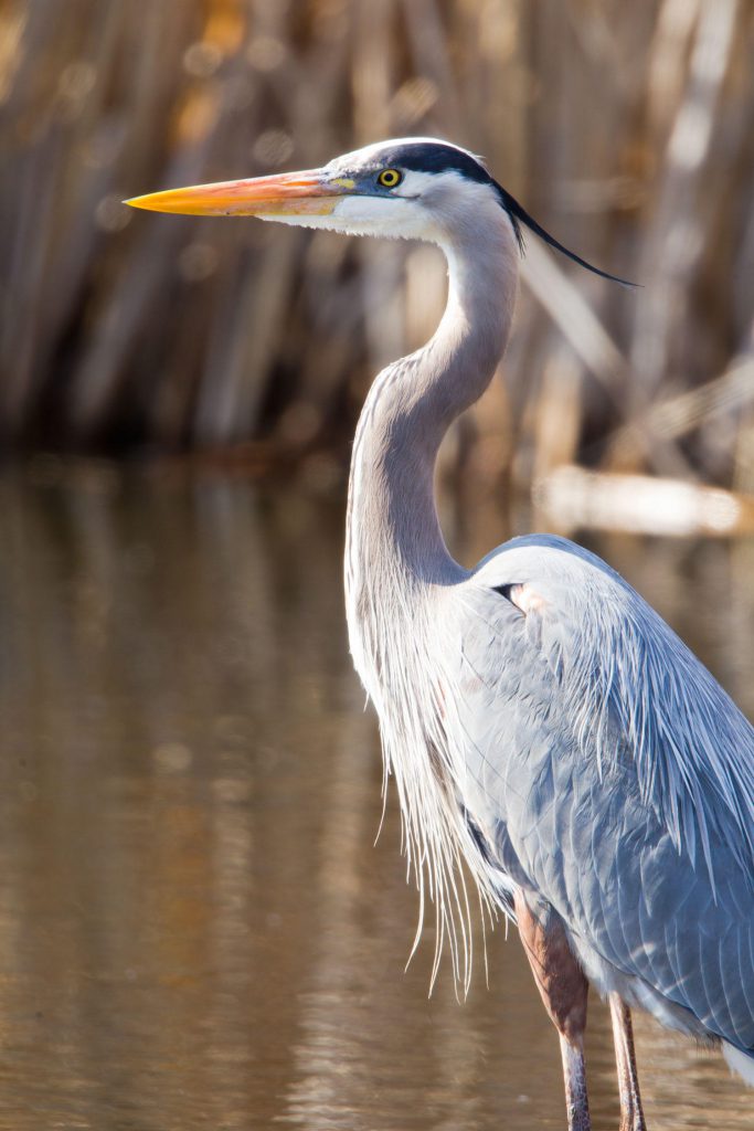 Great Blue Heron